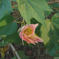 Gossypium hirsutum L.